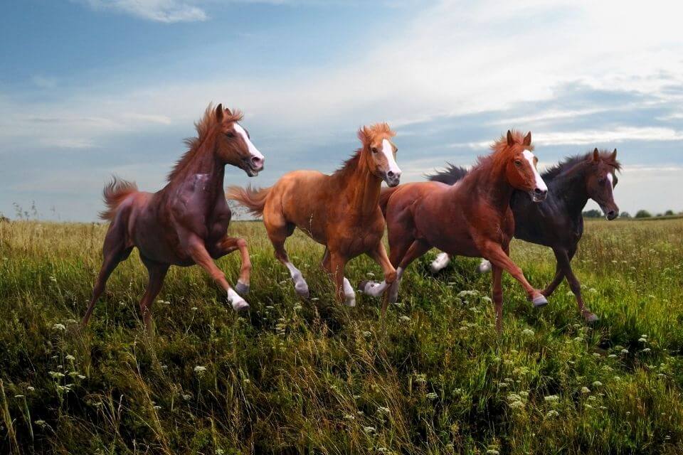 農曆新年英文怎麼說？精選7句馬年賀詞